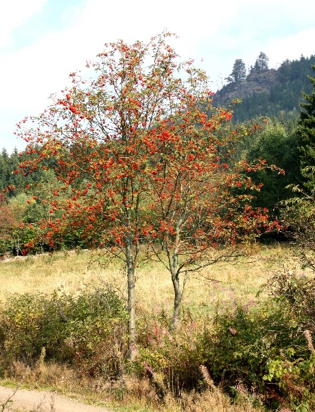 Thüringer Wald