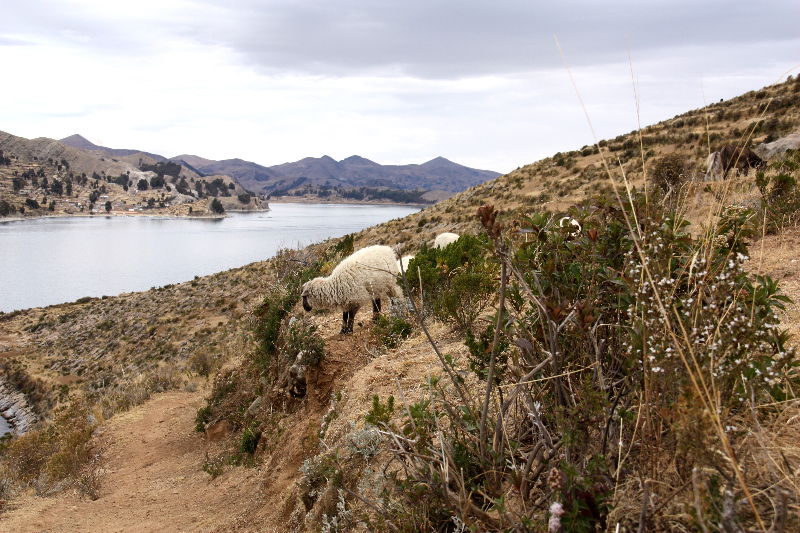 Titicacasee, Bolivien