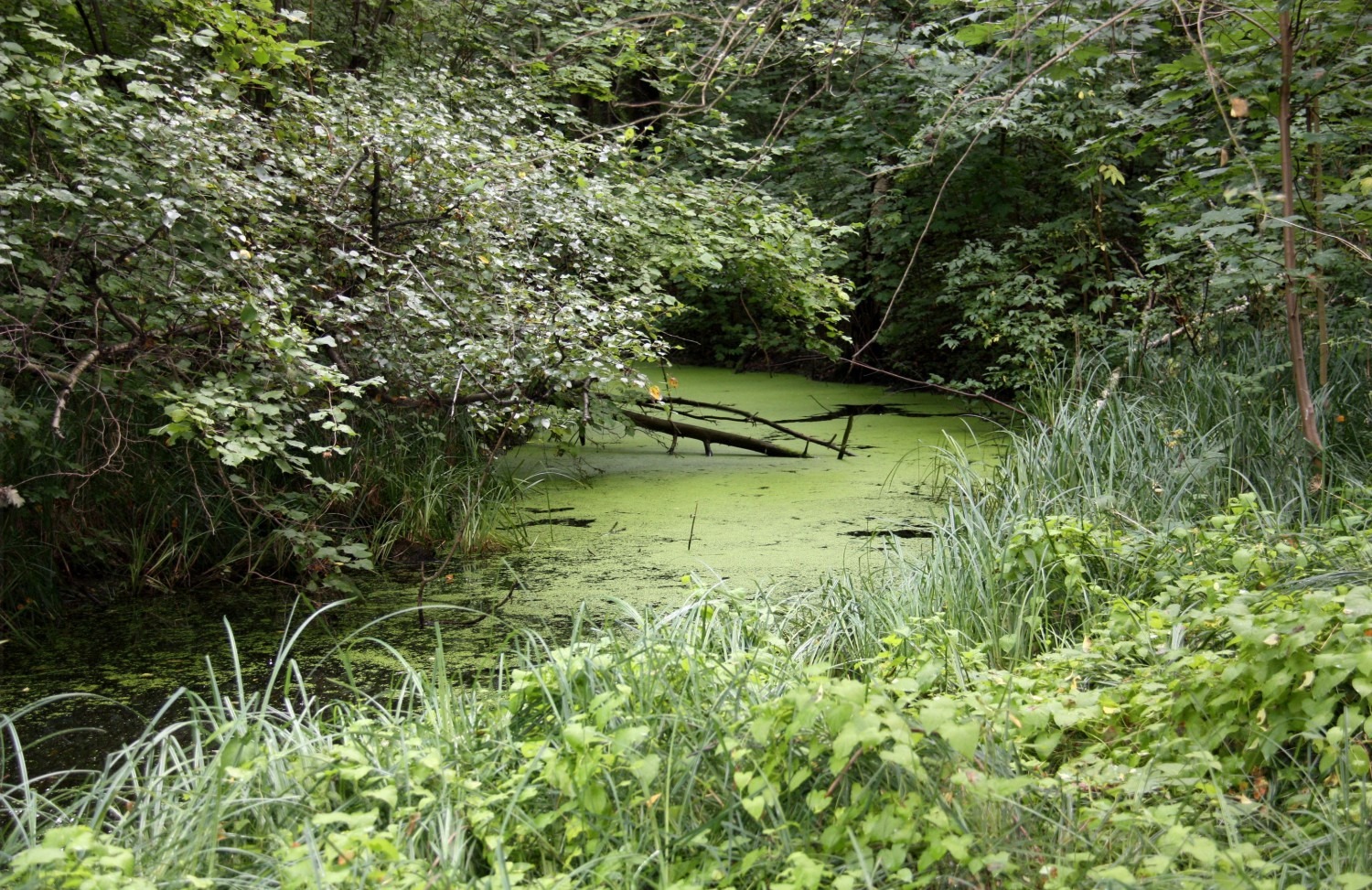 Botanischer Volkspark Berlin