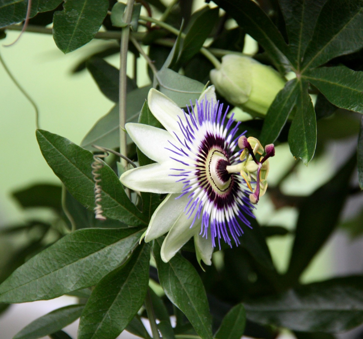 Botanischer Volkspark Berlin