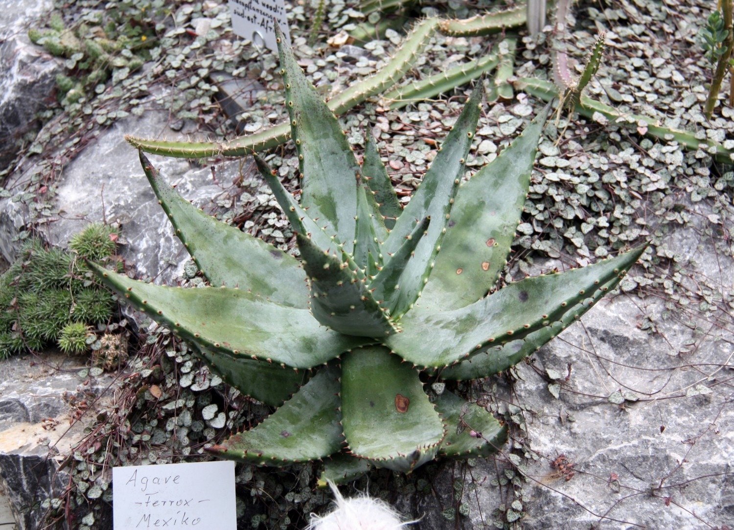 Botanischer Volkspark Berlin