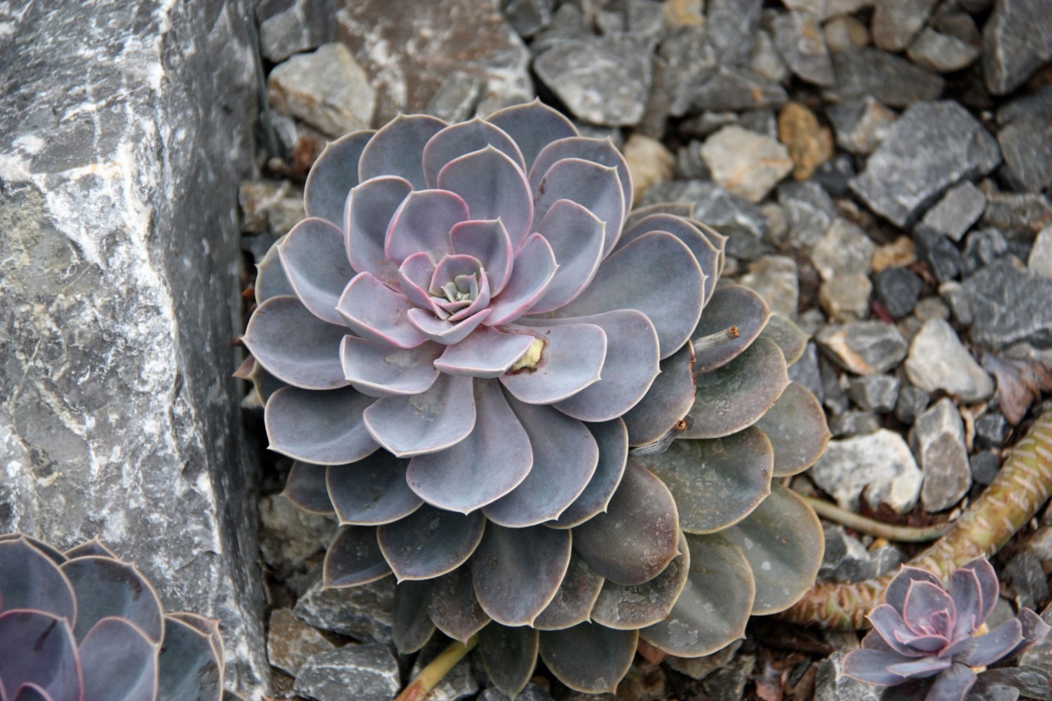 Botanischer Volkspark Berlin
