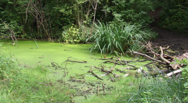 Botanischer Volkspark Berlin