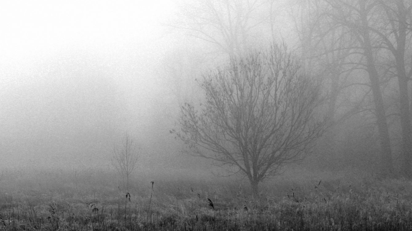 Elbmarsch im Winter