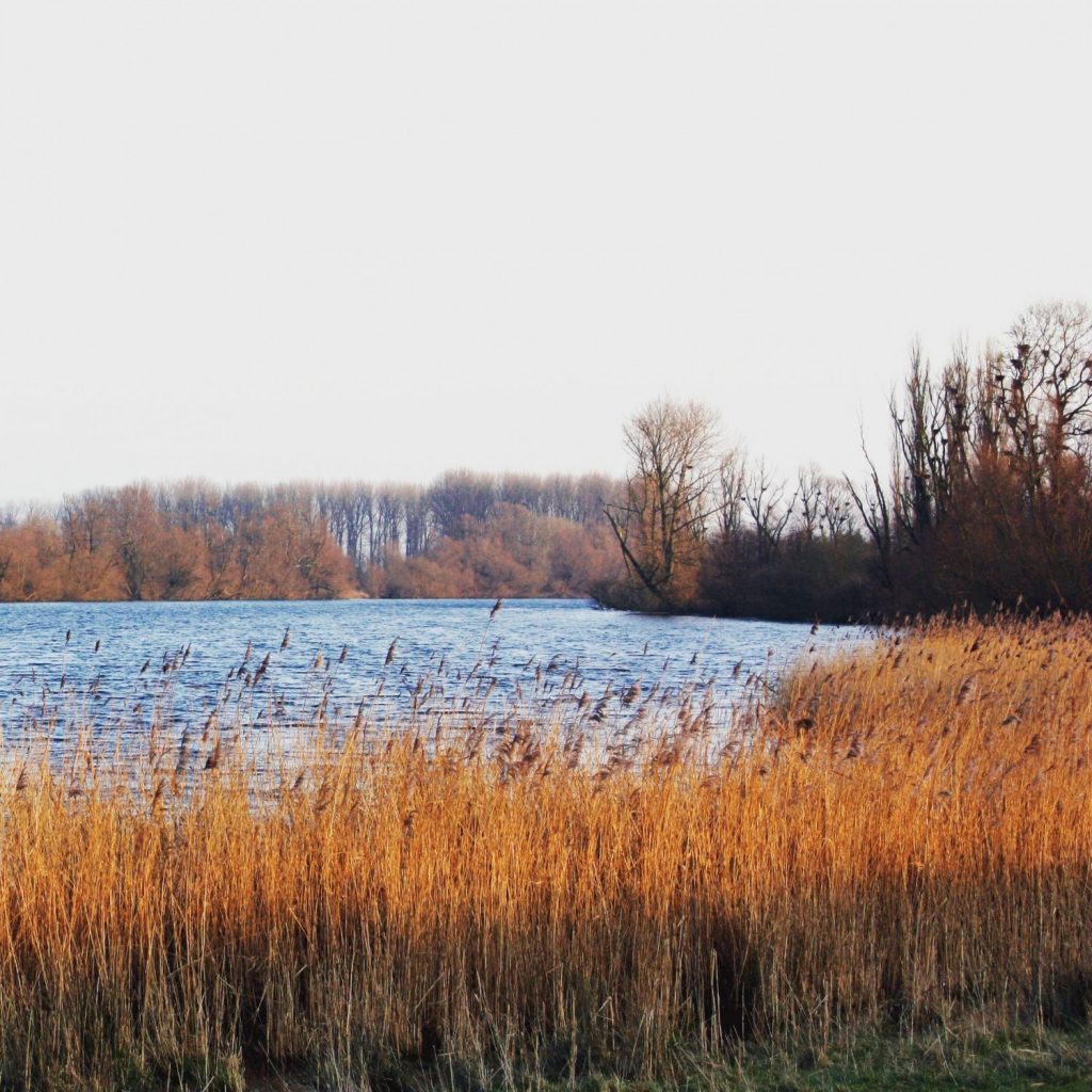 Haseldorf Elbe Winter