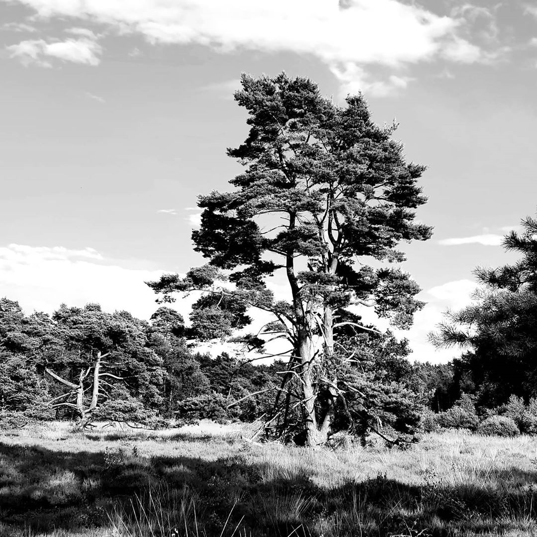Klövensteen Wald