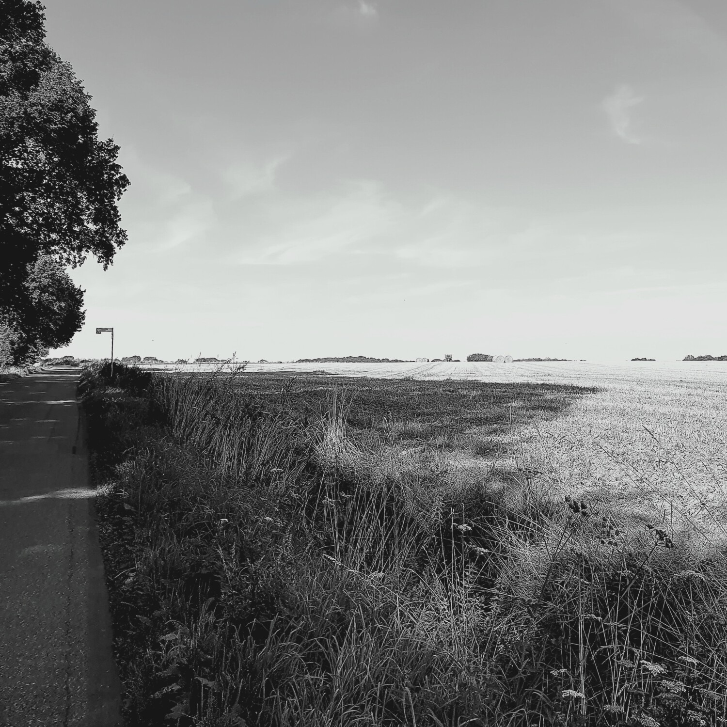 Summer landscape
