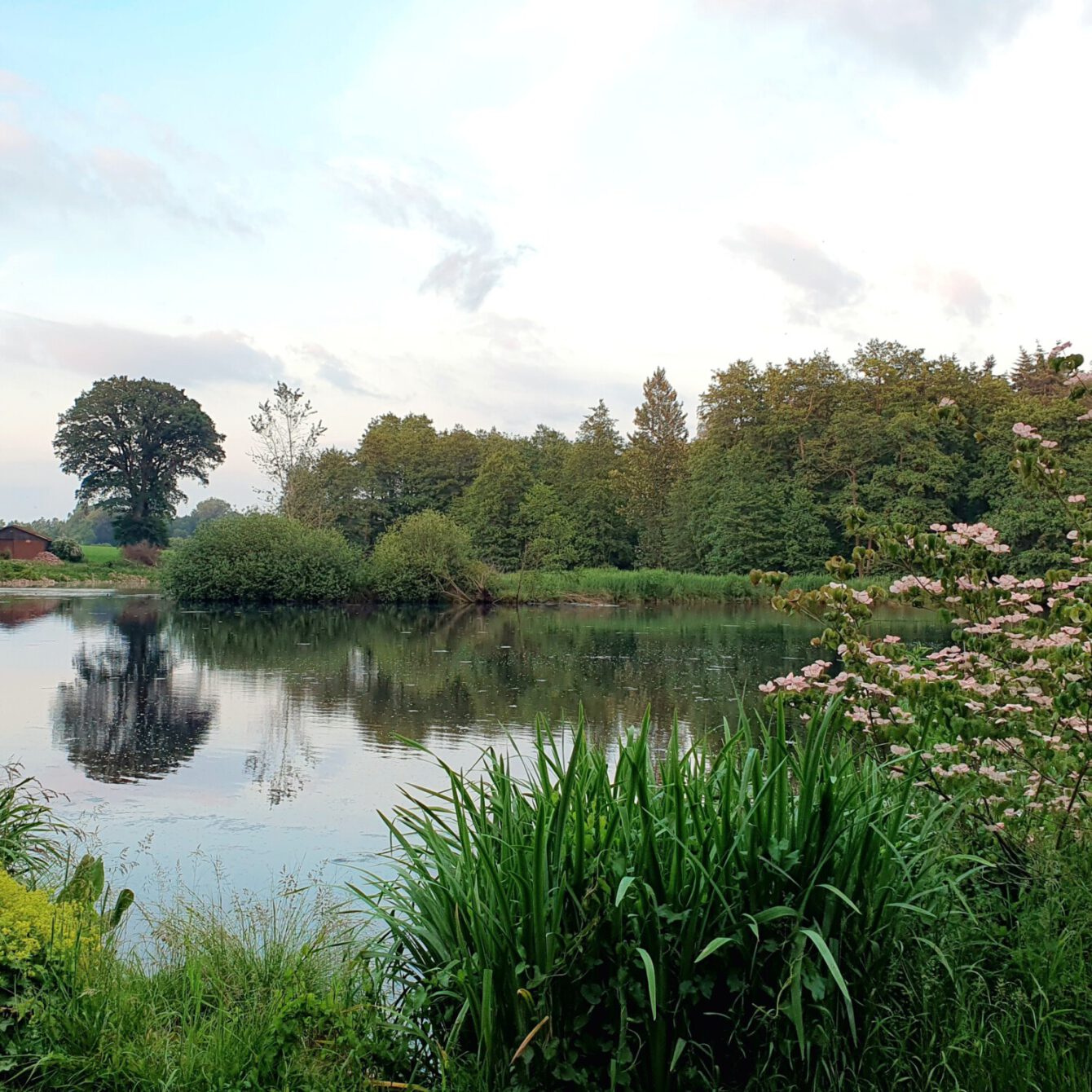 Pond in the evening.