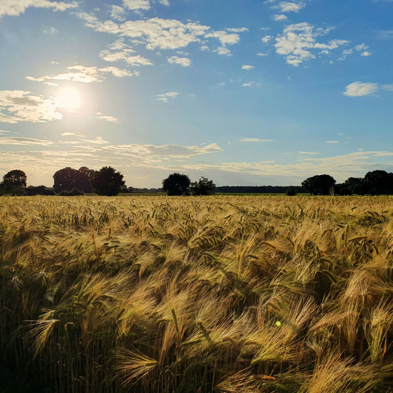 Grain field in the evening light.