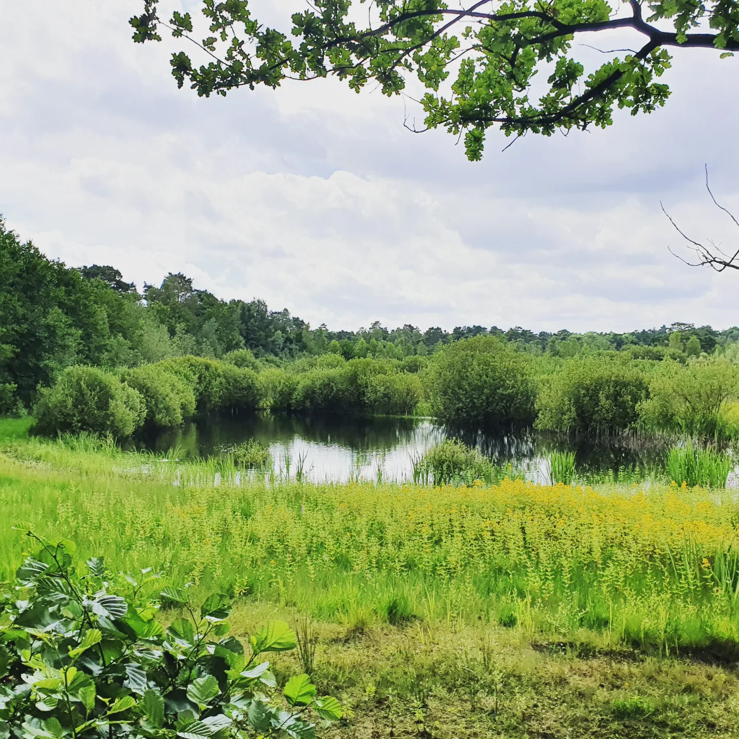 Schnakenmoor near Hamburg