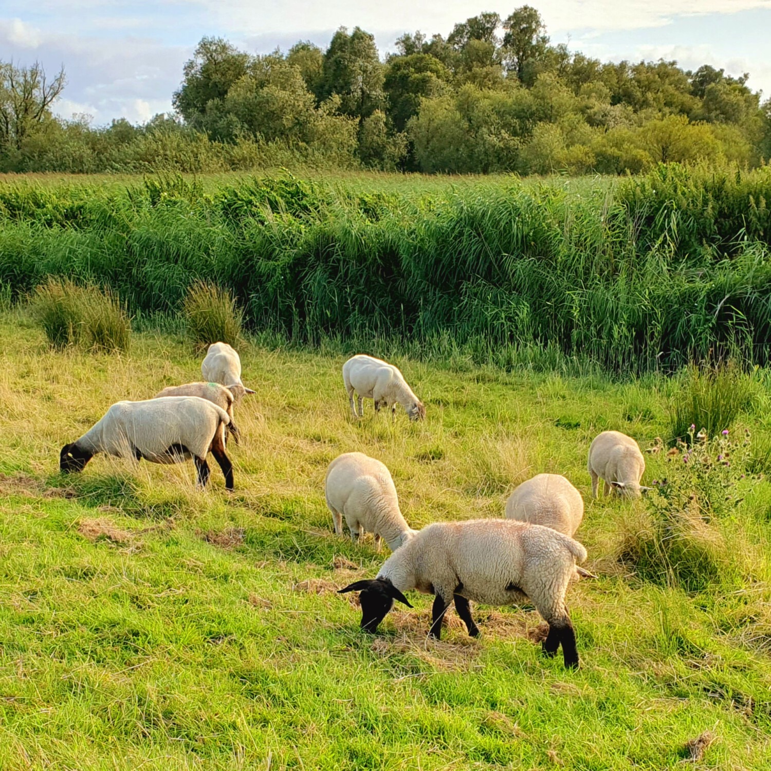 Sheep on dyke