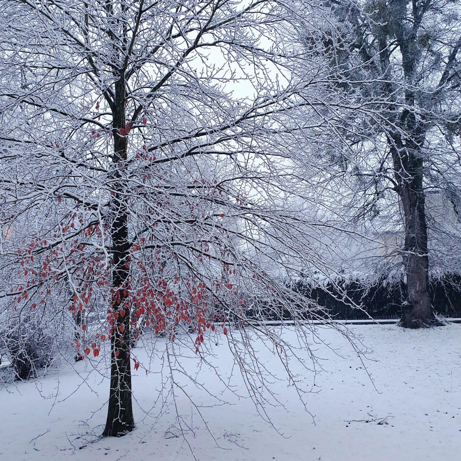 Snow in Göttingen