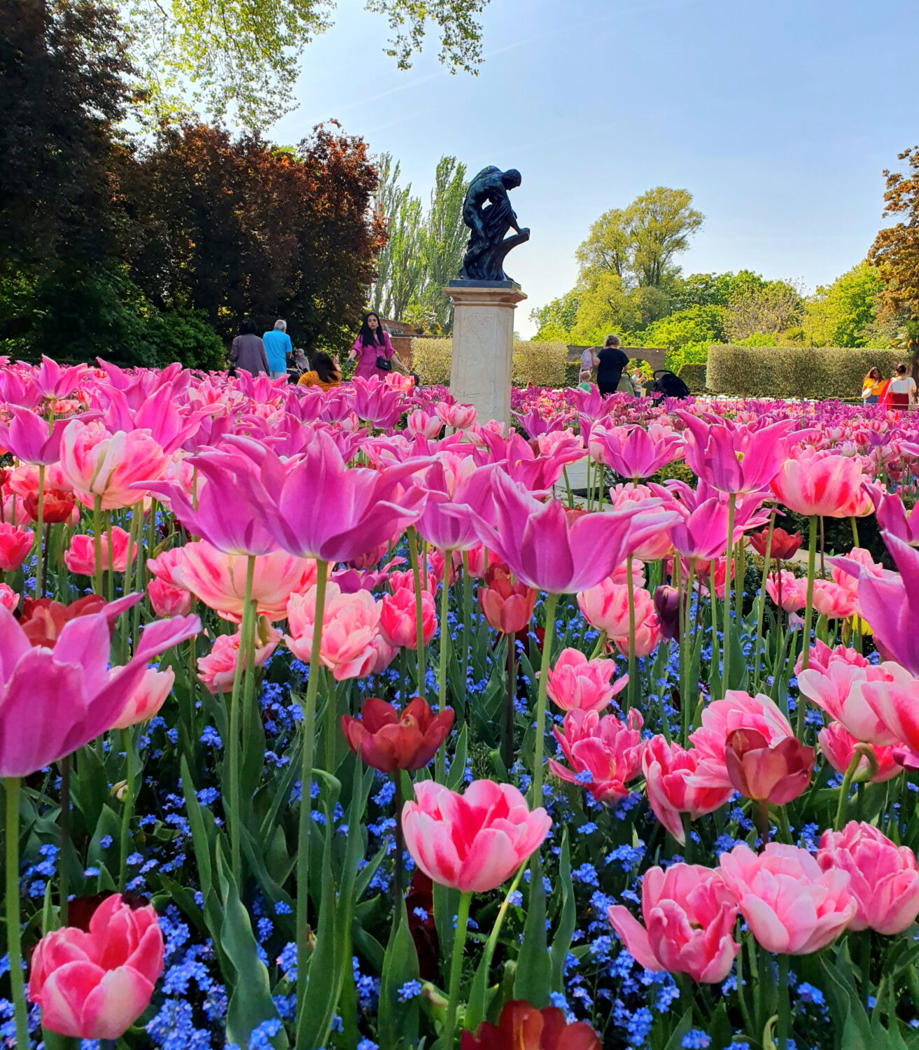 Vibrant garden display of pink and purple tulips in full bloom, with blue forget-me-nots creating a colourful carpet beneath. A bronze statue on a pedestal stands among the flowers while visitors explore the formal garden on a bright spring day.