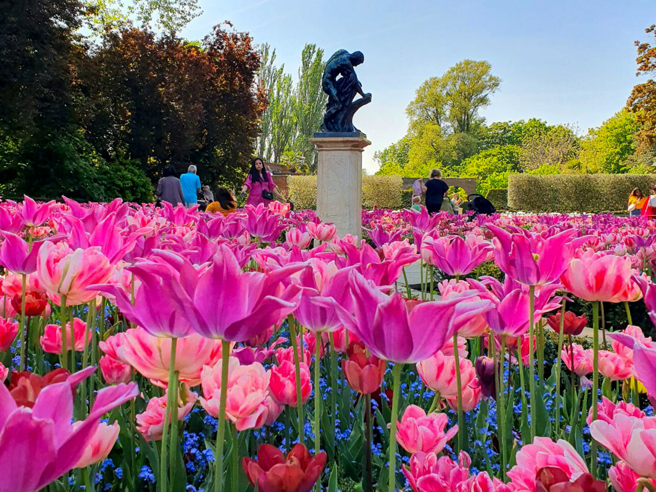 Tulips in Holland Park