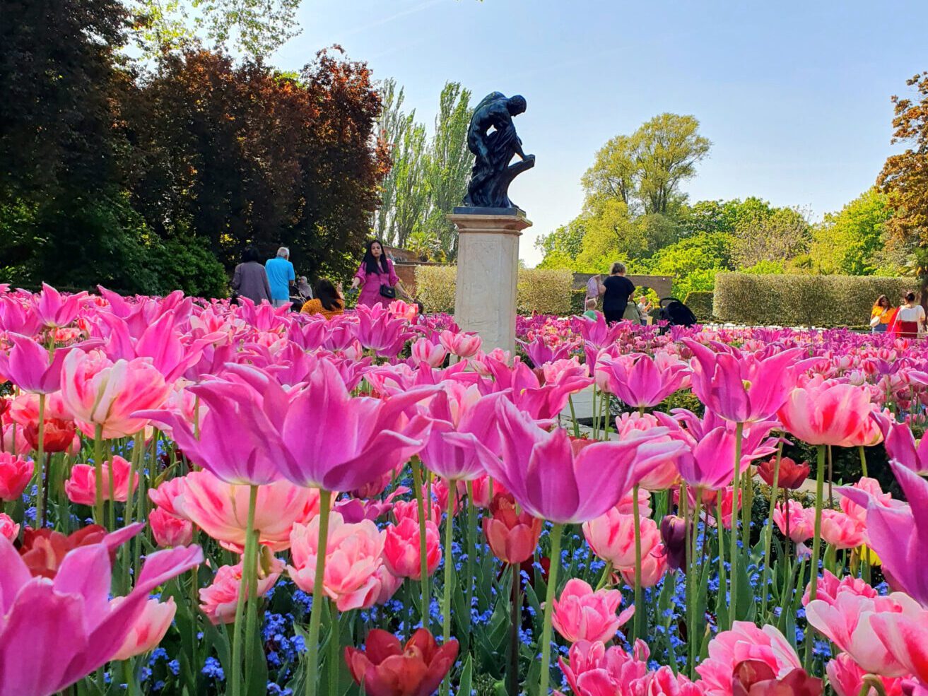 Tulips in Holland Park