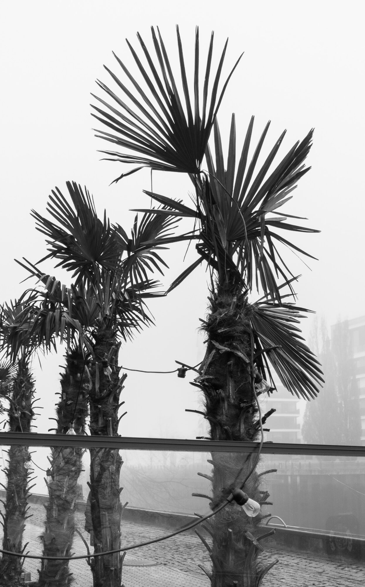 Black and white photograph of palm trees shot from below against a pale sky. Three palm trees with fan-shaped fronds stand behind a reflective glass railing, with a modern building visible in the foggy background.