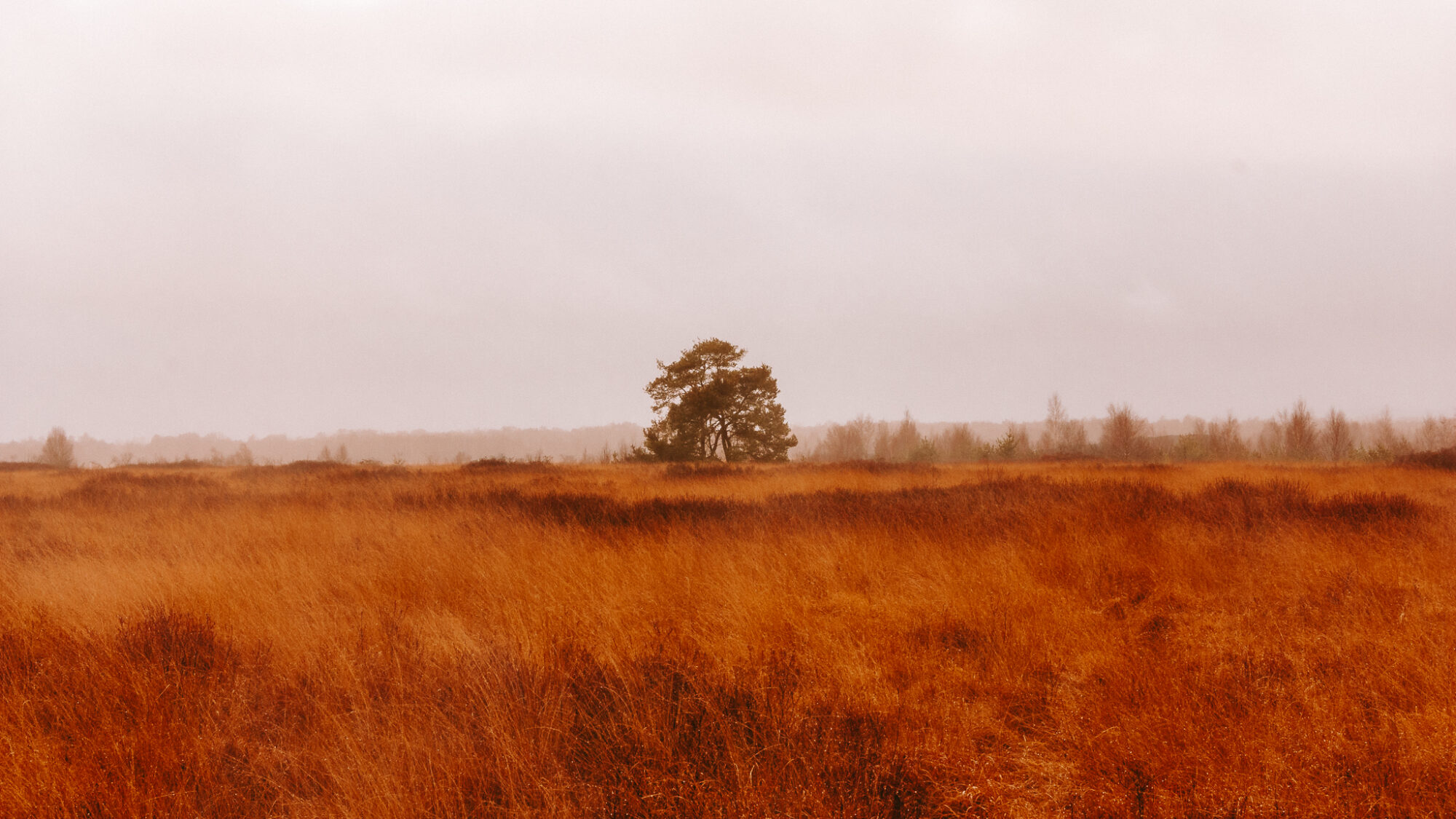 Moorland in winter
