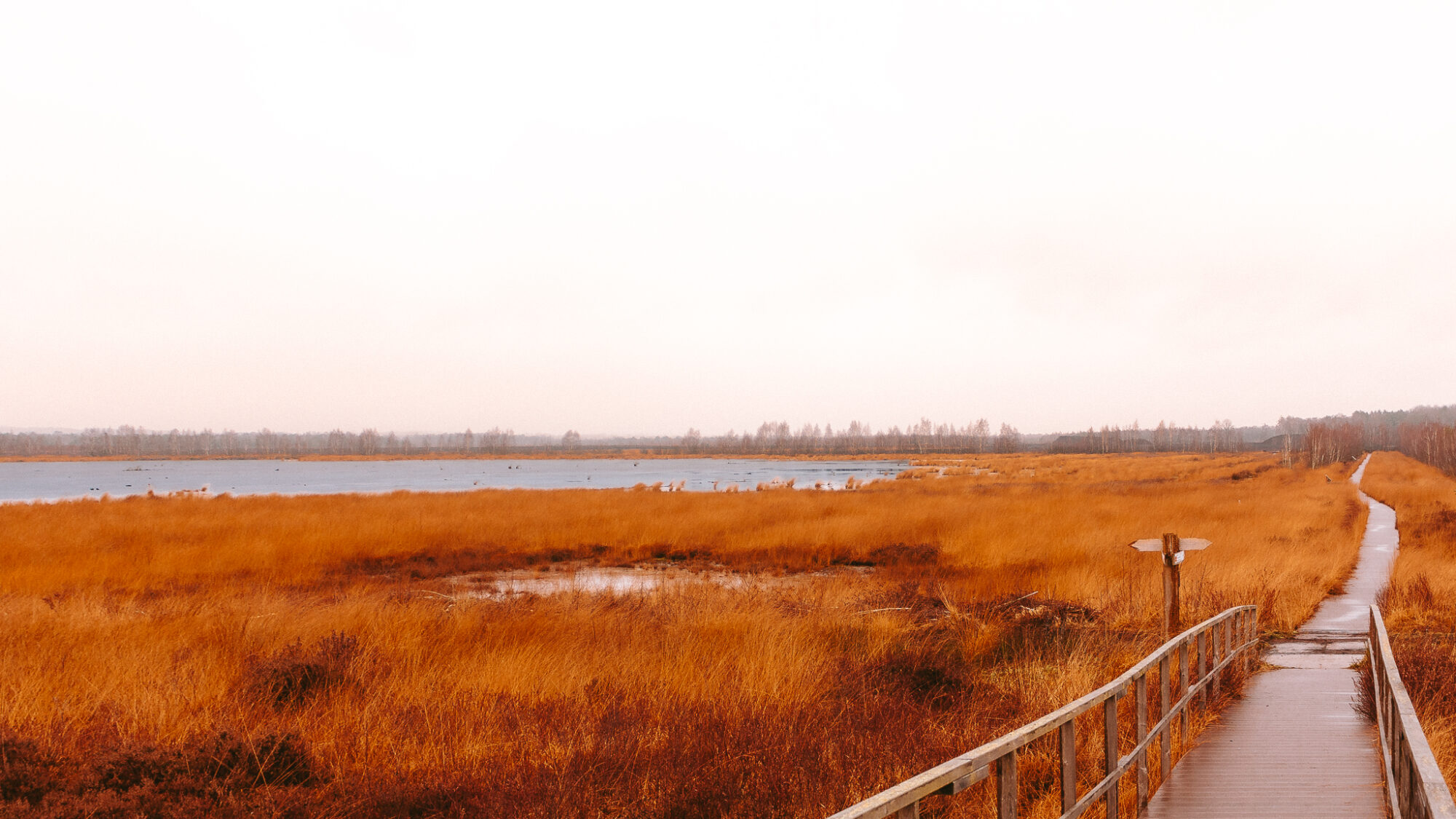 Wooden boardwalk with railings extends through golden-orange moorland towards a shallow lake. Water birds dot the lake's surface, whilst bare trees line the distant shore. A directional signpost stands beside the path under pale, overcast skies.