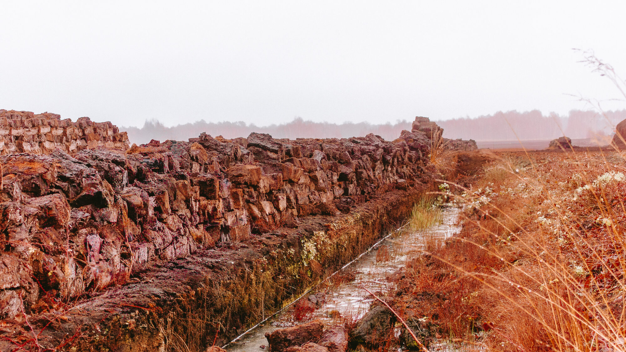 Close view of dark peat blocks stacked along a flooded drainage channel cutting through reddish-brown moorland. Frost or moisture glistens on the rough peat surfaces, with dried grasses and vegetation surrounding the water-filled trench. Misty forests blur in the background.