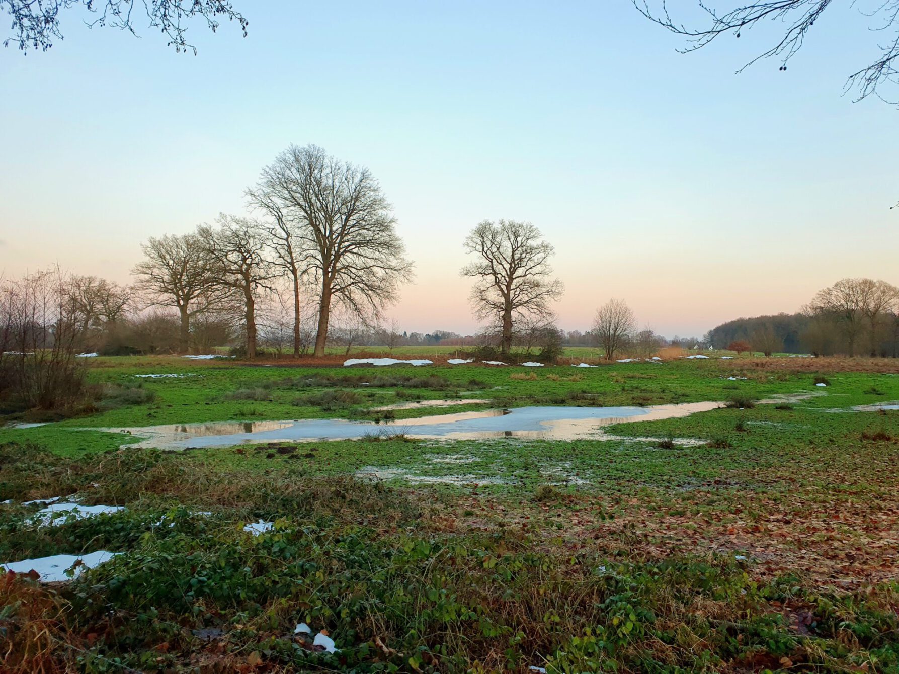 A waterlogged meadow in Waldenau at dusk in winter. The foreground is dominated by shallow pools of standing water reflecting the pale sky, surrounded by green grass and scattered dead leaves. Three bare trees stand silhouetted against a soft pink and blue sunset sky in the middle distance, with patches of snow visible on the fields behind them.