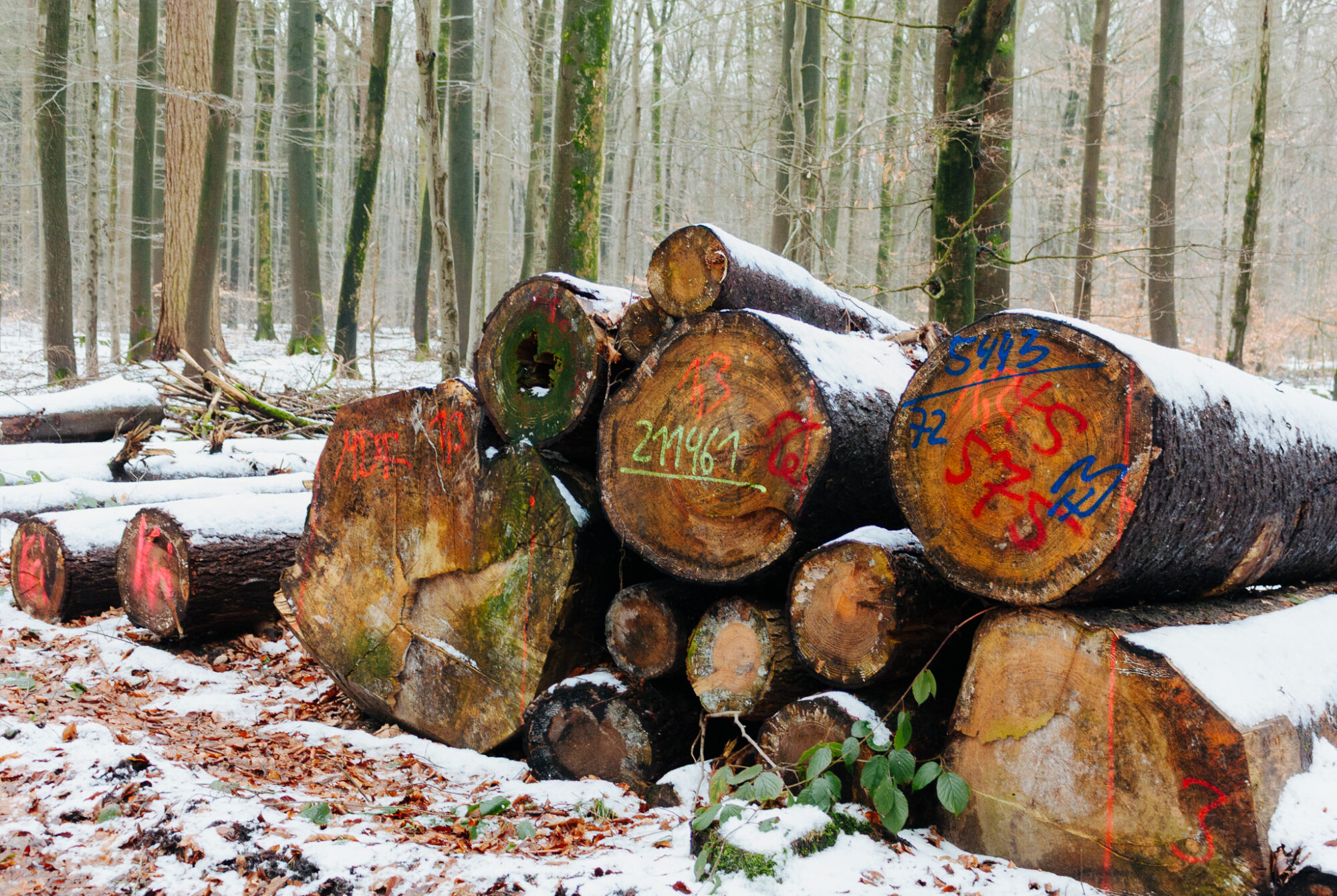 A stack of freshly cut logs in a snowy forest, marked with bright spray-painted numbers and codes for forestry inventory purposes. The log ends display various markings in red, green, orange, and blue, including numbers like "2116/1 C" and "51/12". The logs show natural wood grain and bark texture, covered with light snow. Behind the stack, bare tree trunks recede into a foggy winter woodland, with fallen leaves and green ivy visible on the snow-covered forest floor.