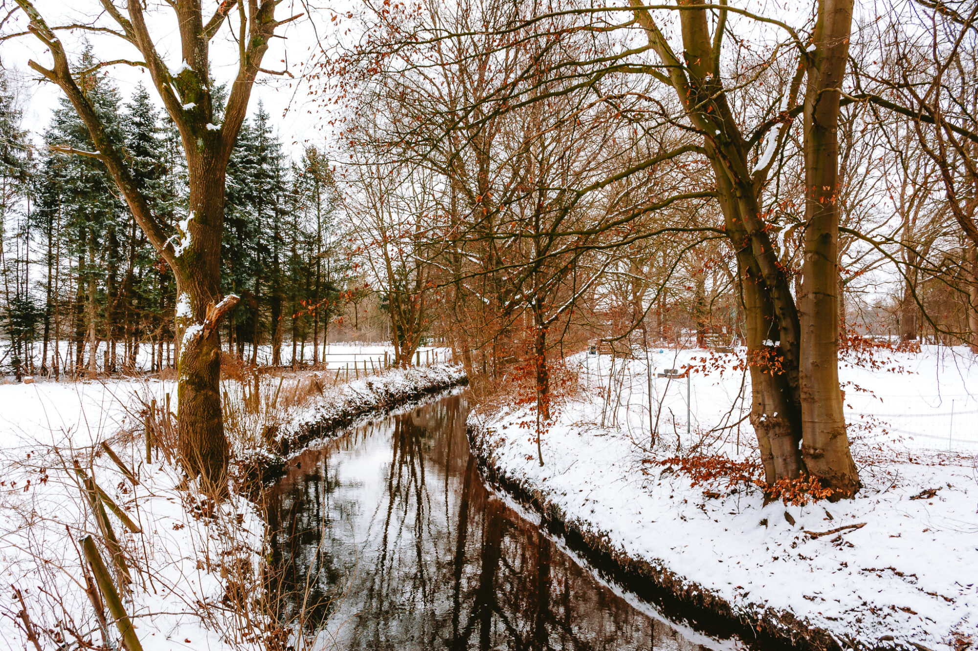 Winter forest in Burgwedel