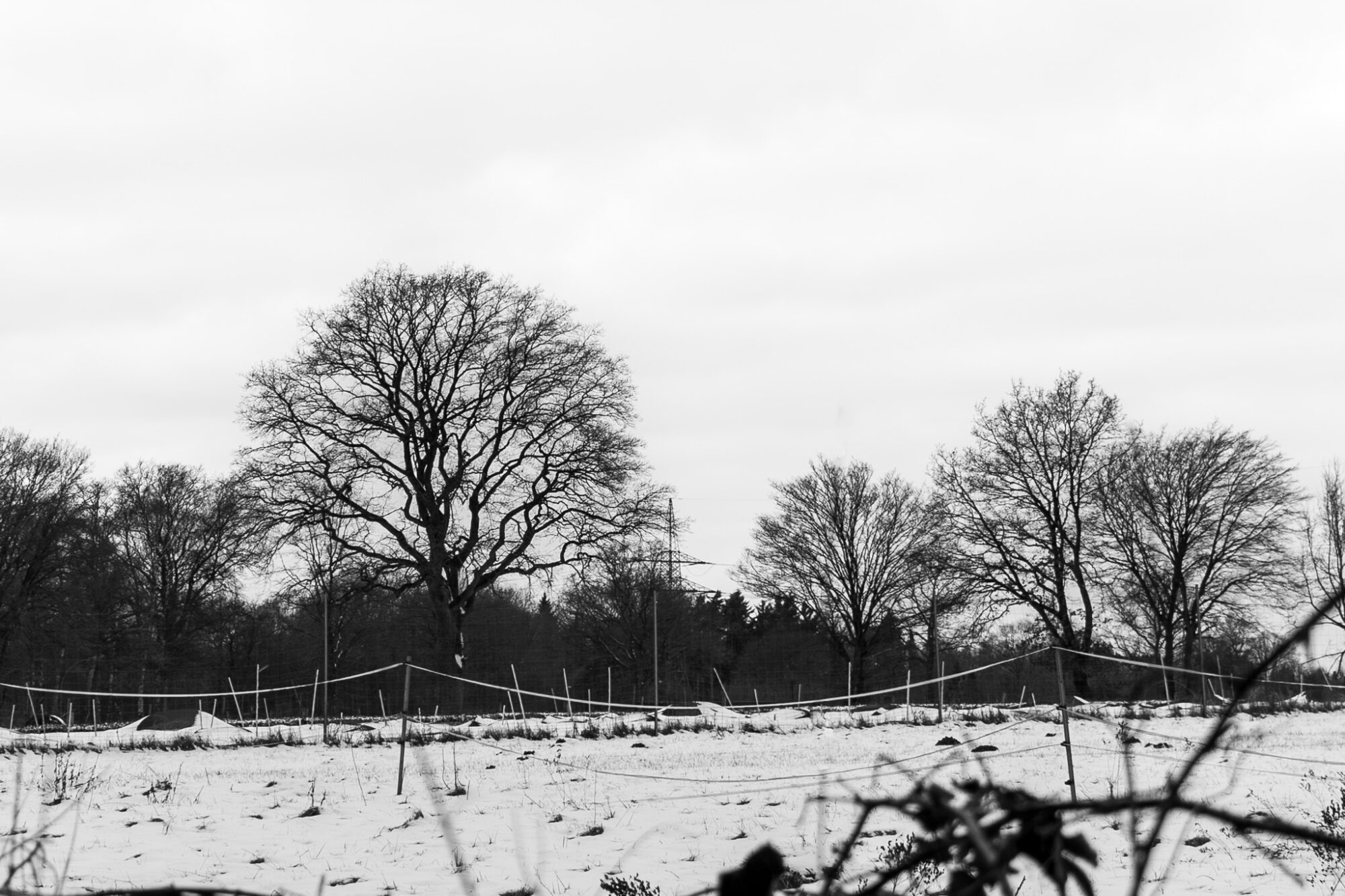 Black and white photograph of a stark winter agricultural landscape. A large bare tree dominates the left side, its dark silhouette dramatic against a pale grey sky. Snow covers plowed fields with visible furrow patterns, and a simple wire fence runs horizontally across the middle distance. Additional bare trees punctuate the horizon, with what appears to be a power transmission tower visible in the far background.