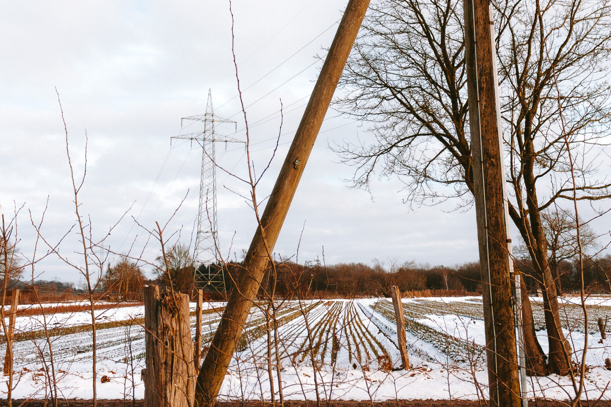 A snow-dusted agricultural field in winter, viewed through a wooden fence with bare-branched shrubs. A weathered wooden utility pole leans diagonally across the frame, with a metal electricity pylon rising in the middle distance. Leafless trees border the right side and background. The field shows rows of low-growing crops partially covered by a light snowfall. Overcast grey sky above. Warm brown tones of wood and dormant vegetation contrast with the pale white snow.