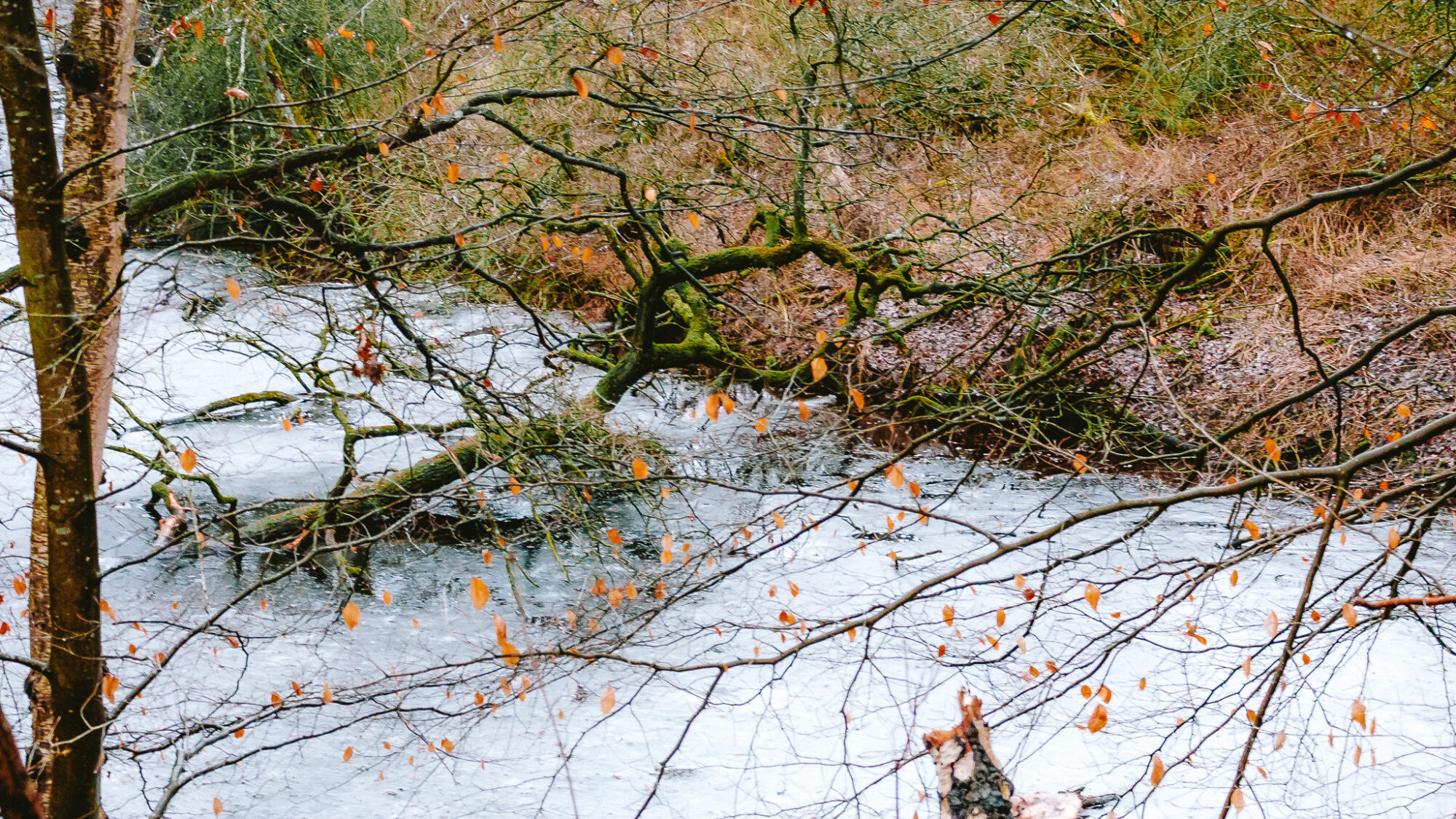 A moss-covered tree has fallen into a slow-moving river, its branches spreading across the water. A few orange leaves still cling to the surrounding twigs, with dry winter vegetation lining the far bank.