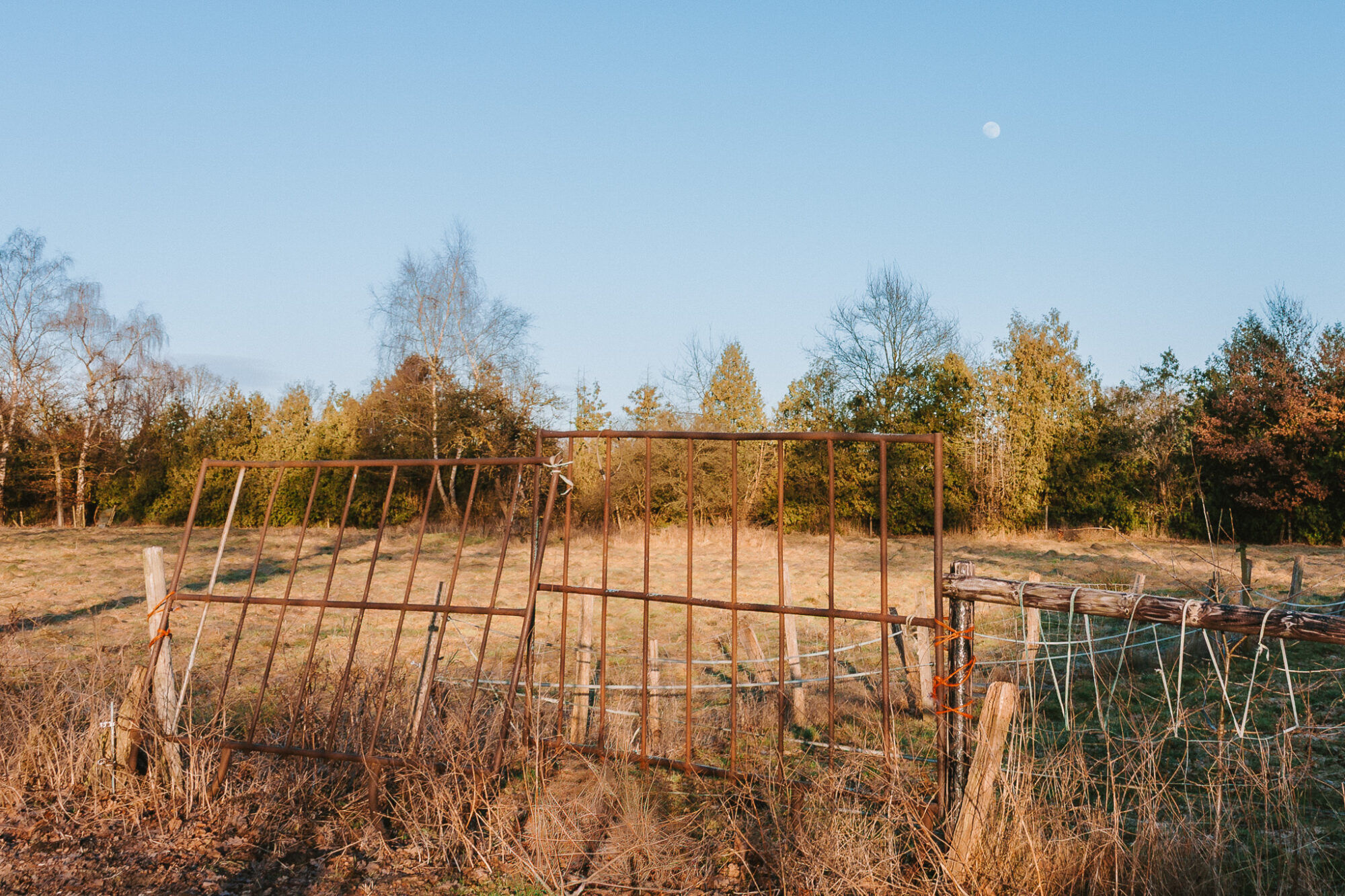 A heavily rusted iron gate, tied to weathered wooden fence posts with orange cord, stands slightly askew across a dry winter pasture. Beyond the gate, golden grass stretches toward a treeline of birches and evergreens lit by warm late-afternoon sun. A faint full moon is visible in the pale blue sky above.