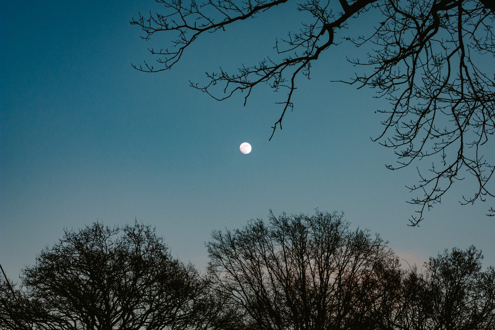A nearly full moon glows softly pink-white against a deep teal twilight sky. Bare tree branches extend from the upper right corner, their delicate silhouettes framing the moon. Along the bottom, the dark silhouettes of leafless trees create a jagged horizon, with a faint warm glow of dusk remaining at the lower right.