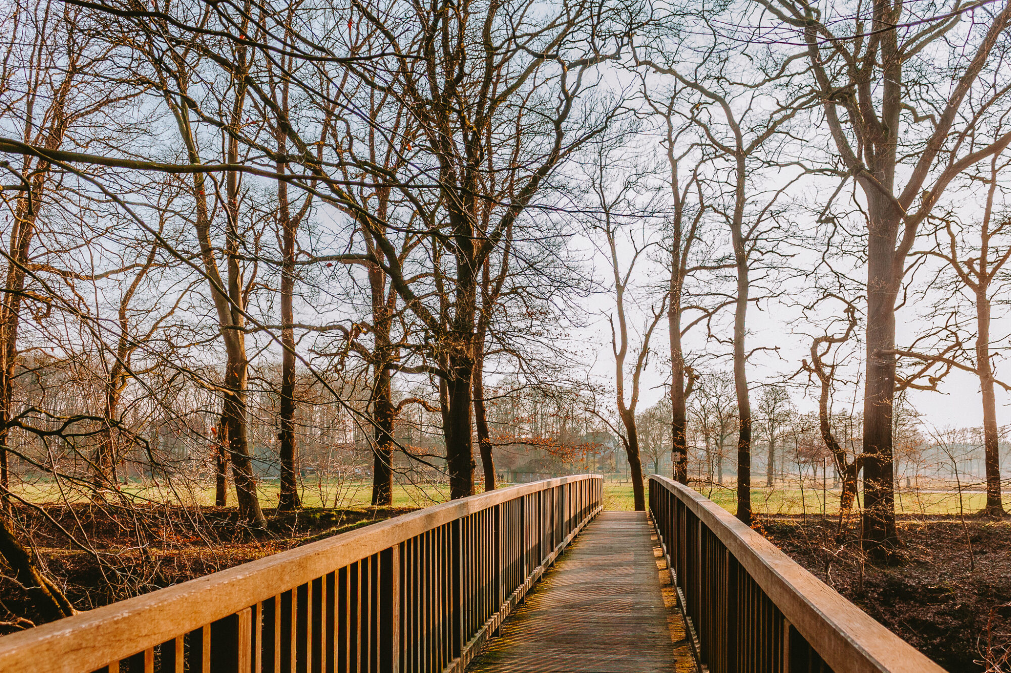 A wooden footbridge with metal railings leads straight into a stand of bare winter trees, their skeletal branches spreading across a pale sky. Warm golden light filters through the leafless canopy on both sides, illuminating green meadows beyond. The perspective draws the eye along the bridge's planked surface towards the open landscape in the distance.