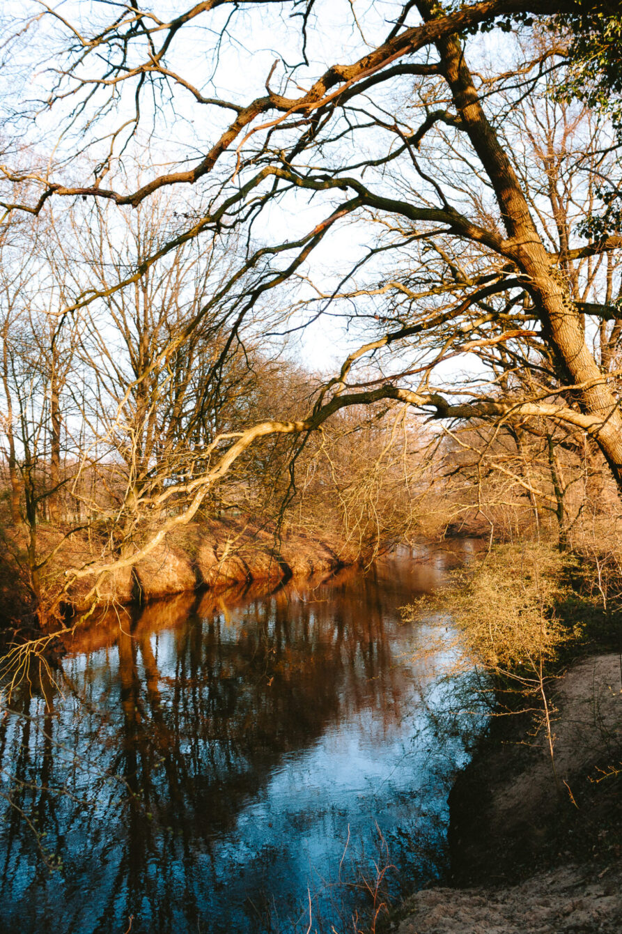 A calm river winds through a dense woodland in late winter or early spring. Large bare-branched trees lean dramatically over the water, their warm amber trunks and branches reflected in the still, blue-tinted surface. A sandy bank is visible at the lower right. The scene has a quiet, slightly melancholic atmosphere with warm golden tones contrasting with the cool water.