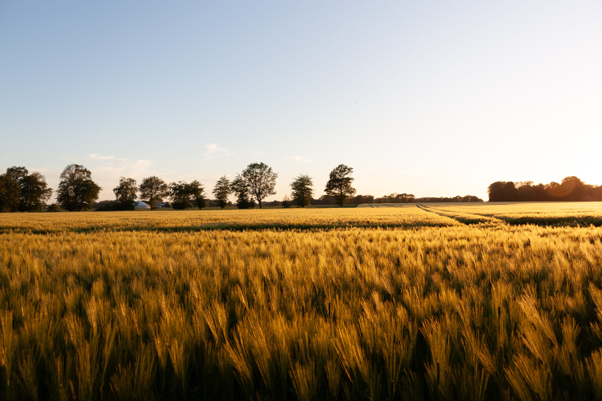 Grain field at sunset