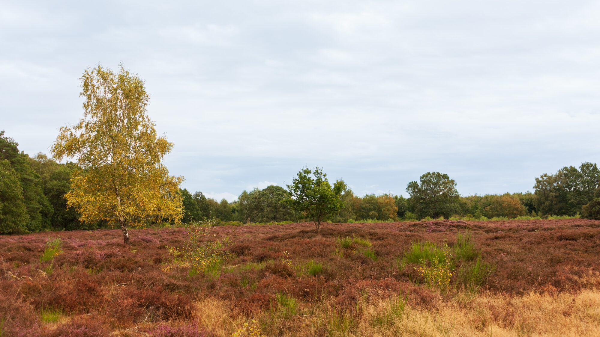 Heathland with birch and oak trees, where a single birch stands out with golden autumn leaves against a purple-brown backdrop. Its bright yellow-green foliage contrasts with the muted reds and browns of the flowering heather covering the ground. A smaller oak tree grows nearby, and a dense treeline of green forest forms the backdrop under an overcast, cloudy sky.