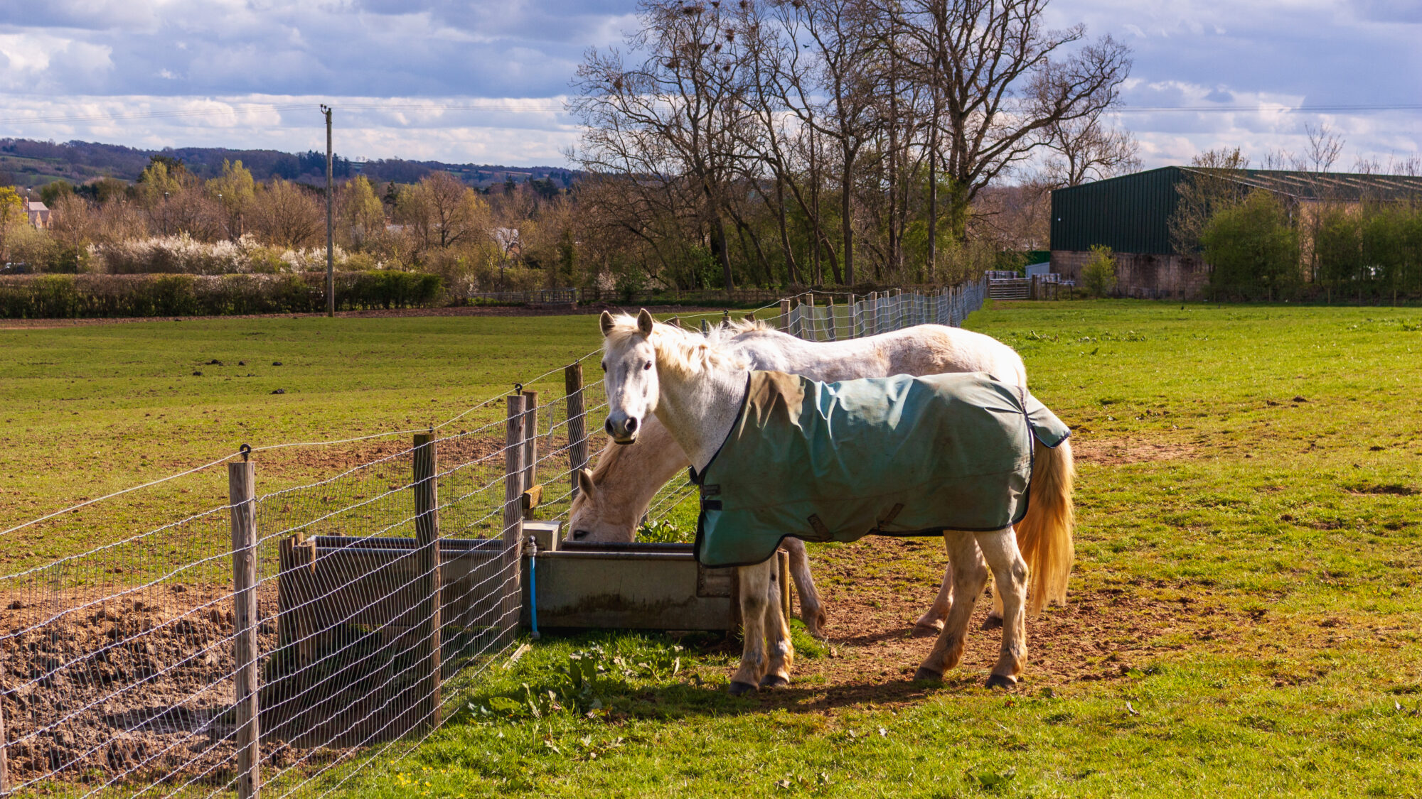 Two white horses, one wearing a turnout rug, drinking from a metal trough beside a wire fence in a green field, with a barn and distant hills in the background.